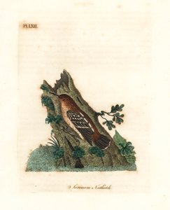 ギアナン ストリートアントレン、Myrmotherula surinamensis。 脆弱。 (Surinam ゴジュウカラ、Sitta surinamensis。) John Latham が自身の A General History of Birds、ウィンチェスターから描き、彫刻した手彩色の銅版 作： John Latham