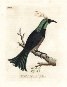 ハックルド パラダイス バード、おそらく交配種または絶滅種。 General Davies のコレクションにある標本から抽出されました。 ジョン・レイサムが自身の鳥類の一般史、ウィンチェスターから描いて彫刻した手彩色の銅版