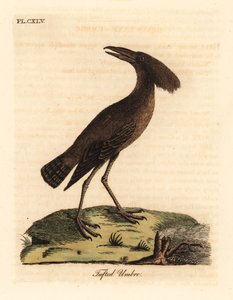 シュモクザメ、Scopus umbretta (タフテッド umbre)。 ジョン・レイサムが自身の鳥類の一般史、ウィンチェスターから描いて彫刻した手彩色の銅版 作： John Latham