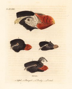 房状ツノメドリ Fratercula cirrhata 1、インコ アウクレット Aethia psittacula 2、カンムリ アウクレット Aethia cristatella 3,4 の頭部。 (房状の awk、Alca cirrhata 1、Parrot awk、Alca psittacula 2、Dusky awk、Alca tetracula 3、Crested awk、Alca cristatella 作： John Latham