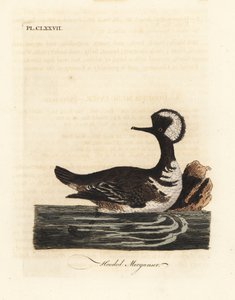 フード付きアイサ、Lophodytes cucullatus (Mergus cucullatus)。 ジョン・レイサムが自身の鳥類の一般史、ウィンチェスターから描いて彫刻した手彩色の銅版 作： John Latham