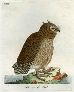 フトゥムフクロウ、1821年（手描きの彫刻）