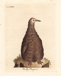 キング ペンギン、Aptenodytes patagonicus、少年 (ウーリー ペンギン)。 ジョン・レイサムが自身の鳥類の一般史、ウィンチェスターから描いて彫刻した手彩色の銅版 作： John Latham