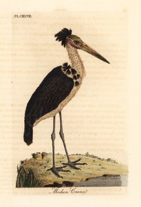 レッサーアジュタント、Leptoptilos javanicus。 脆弱。 (Modun skull.) John Latham が自身の A General History of Birds, Winchester から描き、彫刻した手彩色の銅版 作： John Latham