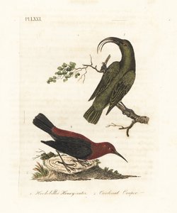 レッサー アキアロア、Hemignathus obscurus (絶滅) および枢機卿ミゾメラ、Myzomela cardinalis。 (ハワイ原産のハチハチミツバチ Certhia obscura と、バヌアツのタンナ原産のカーディナル ハニーイーター Certhia cardinalis。) 手彩色の銅版 作： John Latham