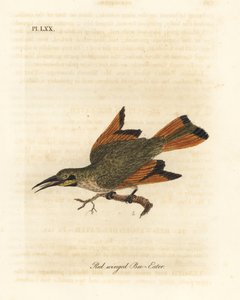 小さなハチクイ、Merops pusillus (赤翼ハチクイ、Merops erythropterus)。 アフリカ。 ジョン・レイサムが自身の鳥類の一般史、ウィンチェスターから描いて彫刻した手彩色の銅版 作： John Latham