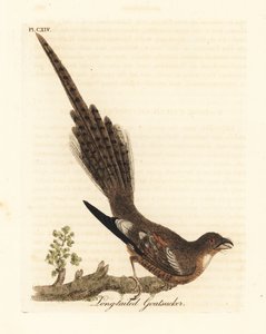オナガヨタカ、Caprimulgus climacurus (オナガヤギ)。 ジョン・レイサムが自身の鳥類の一般史、ウィンチェスターから描いて彫刻した手彩色の銅版 作： John Latham