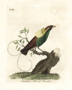 壮大な極楽鳥、Diphyllodes magnificus (Paradisea magnifica)。 ジョン・レイサムが自身の鳥類の一般史、ウィンチェスターから描いて彫刻した手彩色の銅版