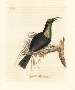 壮大なライフルバード、Ptiloris magnificus (房状の promerops)。 Bullock