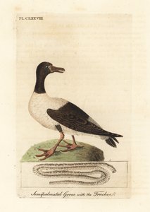 カササギガン、Anseranas semipalmata、およびその気管の解剖学的詳細。 (Semipalmated アヒル、Anas semipalmatus。) John Latham が彼自身の A General History of Birds, Winchester から描き、彫刻した手彩色の銅版 作： John Latham