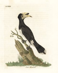 マラバル足サイチョウ、Anthracoceros コロナタス (ピエ サイチョウ、Buceros malabaricus)。 ジョン・レイサムが自身の鳥類の一般史、ウィンチェスターから描いて彫刻した手彩色の銅版 作： John Latham