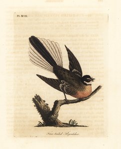 ニュージーランド ファンテイル、Rhipidura fuliginosa (Fan-tailed ヒタキ)。 ジョン・レイサムが自身の鳥類の一般史、ウィンチェスターから描いて彫刻した手彩色の銅版