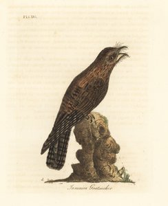 北ポトゥー、Nyctibius jamaicensis (ジャマイカ ゴーアッカー、Caprimulgus jamaicensis)。 ジョン・レイサムが自身の鳥類の一般史、ウィンチェスターから描いて彫刻した手彩色の銅版 作： John Latham