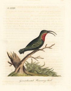 ムラサキノドカリブ、Eulampis jugularis (ザクロノドハチドリ、Trochilus granatinus)。 ジョン・レイサムが自身の鳥類の一般史、ウィンチェスターから描いて彫刻した手彩色の銅版 作： John Latham
