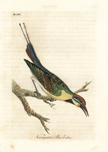虹ハチクイ、Merops ornatus (斑入りハチクイ)。 オーストラリア。 ジョン・レイサムが自身の鳥類の一般史、ウィンチェスターから描いて彫刻した手彩色の銅版 作： John Latham