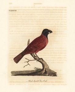 赤と黒のグロスビーク、Periporphyrus erythromelas。 ほぼ脅迫。 (Black-headed grosbeak, Loxia erythromelas.) John Latham が自作の A General History of Birds, Winchester から描き、彫刻した手彩色の銅版画
