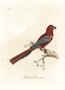 赤毛のトロゴン、Harpactes erythrocephalus (Fasciated curucui、Trogon fasciatus)。 ジョン・レイサムが自身の鳥類の一般史、ウィンチェスターから描いて彫刻した手彩色の銅版 作： John Latham