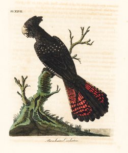 赤尾黒オウム、Calyptorhynchus bankii (バンクシアン オウム、Psittacus bankii)。 ジョン・レイサムが自身の鳥類の一般史、ウィンチェスターから描いて彫刻した手彩色の銅版 作： John Latham