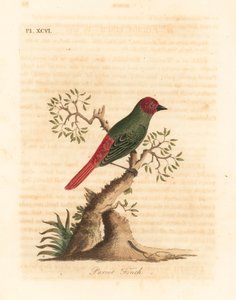 ノドジロオウム、エリトリア オウム (オウムフィンチ、Fringilla psittacea)。 ジョン・レイサムが自身の鳥類の一般史、ウィンチェスターから描いて彫刻した手彩色の銅版