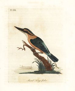 神聖なカワセミ、Todiramphus sanctus (神聖なキングフィッシャー、アルセド サクラ)。 ジョン・レイサムが自身の鳥類の一般史、ウィンチェスターから描いて彫刻した手彩色の銅版 作： John Latham