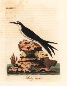 アジサシ、Onychoprion fuscatus (Sterna fuliginosa)。 ジョン・レイサムが自身の鳥類の一般史、ウィンチェスターから描いて彫刻した手彩色の銅版 作： John Latham