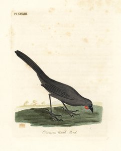 南島、ニュージーランド コカコ、Callaeas cinerea cinerea、2007 年に絶滅宣言 (Cinereous wattle 鳥、Calloeas cinerea)。 ジョン・レイサムが自身の鳥類の一般史、ウィンチェスターから描いて彫刻した手彩色の銅版 作： John Latham