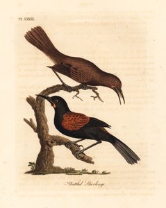 サザン サドルバック、Philesturnus carunculatus、オスとメス (Wattled ムクドリ、Sturnus carunculatus)。 ほぼ脅迫。 ジョン・レイサムが自身の鳥類の一般史、ウィンチェスターから描いて彫刻した手彩色の銅版 作： John Latham