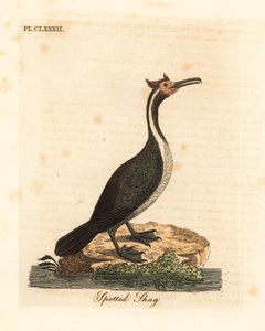 斑点のあるシャグまたはパレカレカ、Phalacrocorax punctatus (Pelecanus punctatus)。 ジョン・レイサムが自身の鳥類の一般史、ウィンチェスターから描いて彫刻した手彩色の銅版 作： John Latham