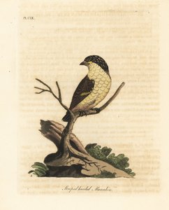 縞模様の pardalote、Pardalotus striatus (縞頭マナキン、Pipra striata)。 ジョン・レイサムが自身の鳥類の一般史、ウィンチェスターから描いて彫刻した手彩色の銅版 作： John Latham