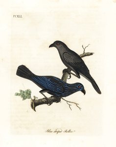 縞模様のムクドリ、Aplonis striata (ブルー ストライプ ローラー、Coracias striata)。 ジョン・レイサムが自身の鳥類の一般史、ウィンチェスターから描いて彫刻した手彩色の銅版 作： John Latham