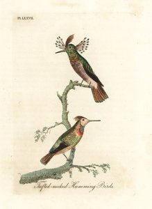 房状の雄鶏、Lophornis ornatus (房状の首のハチドリ、Trochilus ornatus)。 男性と女性。 ジョン・レイサムが自身の鳥類の一般史、ウィンチェスターから描いて彫刻した手彩色の銅版 作： John Latham