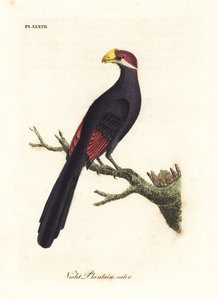 バイオレット チュラコまたはスミレ科オオバコを食べる、Musophaga violacea。 ジョン・レイサムが自身の鳥類の一般史、ウィンチェスターから描いて彫刻した手彩色の銅版 作： John Latham