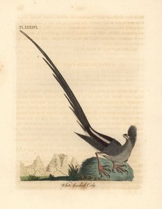 シロハラネズミドリ、コリウス コリウス (シロハラ コリー、Colius leuconotus)。 ジョン・レイサムが自身の鳥類の一般史、ウィンチェスターから描いて彫刻した手彩色の銅版 作： John Latham