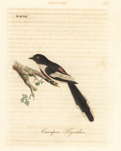 シロハラミニベット、Pericrocotus erythropygius (カンポア ヒタキ)。 インド。 ジョン・レイサムが自身の鳥類の一般史、ウィンチェスターから描いて彫刻した手彩色の銅版 作： John Latham