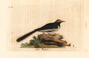 白眉鶺鴒金広い足鶺鴒、Motacilla maderaspatensis。 (インドのセキレイ)。 ジョン・レイサムが自身の鳥類の一般史、ウィンチェスターから描いて彫刻した手彩色の銅版