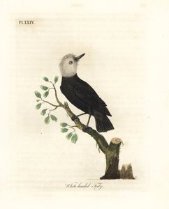 白い頭の沼地の暴君、Arundinicola leucocephala (白い頭のおもちゃ、Todus leucocephalus)。 ジョン・レイサムが自身の鳥類の一般史、ウィンチェスターから描いて彫刻した手彩色の銅版 作： John Latham