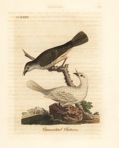 白いベルバード、Procnias albus、オスとメス (Carunculated チャタラー、Ampelis carunculata)。 ジョン・レイサムが自身の鳥類の一般史、ウィンチェスターから描いて彫刻した手彩色の銅版