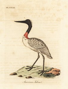 ウッド ストック、Mycteria americana (アメリカン ジャビル)。 ジョン・レイサムが自身の鳥類の一般史、ウィンチェスターから描いて彫刻した手彩色の銅版 作： John Latham