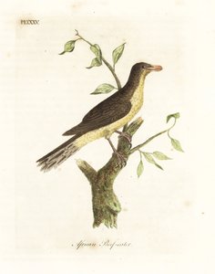 キハシ ウシツツキ、Buphagus africanus (アフリカの肉食獣、Buphaga africana)。 ジョン・レイサムが自身の鳥類の一般史、ウィンチェスターから描いて彫刻した手彩色の銅版