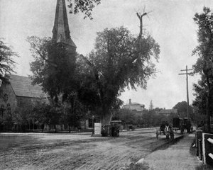 米国マサチューセッツ州ケンブリッジのワシントンニレの木、1900年頃（モノクロ写真 作： John Lawson Stoddard
