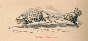 相互愛着、1852 作： John Leech