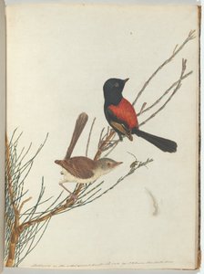 緋色と黒ムシクイ。ルーウィン、ジョン。自然史を持つニューサウスウェールズの鳥。シドニー-G