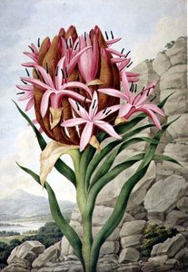 PD.757-1973 スピア・リリー(Doryanthes excellsa)