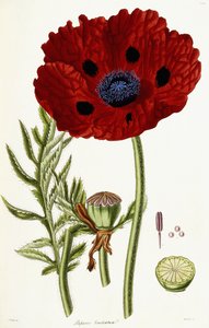 Papaver Bracteatum、1821-1826