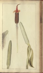 「ジャマイカの遺産」からのページ、423 作： John Lindsay