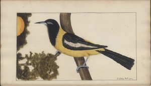 「ジャマイカの遺産」、第5巻のページ 作： John Lindsay