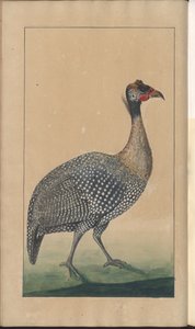 「ジャマイカの遺産」、第5巻のページ 作： John Lindsay