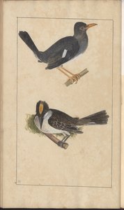 「ジャマイカの遺産」、第5巻のページ