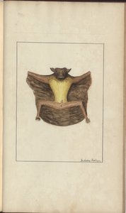 &39;Elegancies of Jamaica&39;、Vol V、26のページ 作： John Lindsay