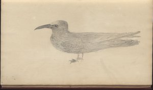 &39;Elegancies of Jamaica&39;、Vol V、3のページ 作： John Lindsay